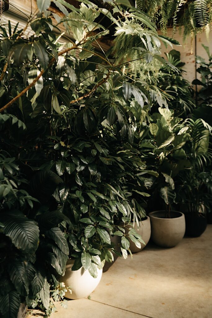 Close-up detail of lush greenery at Glasshaus Inside wedding venue in Cremorne