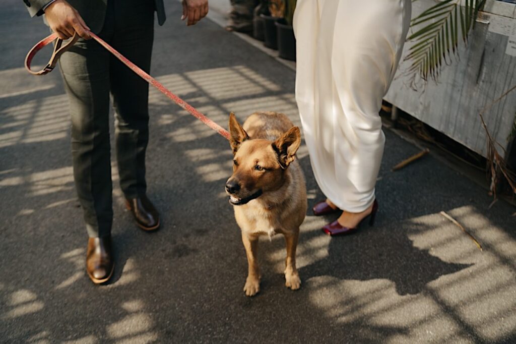 Lentil the Red Heeler sitting at the couple’s feet, waiting to walk down the aisle at Glasshaus Inside wedding in Melbourne